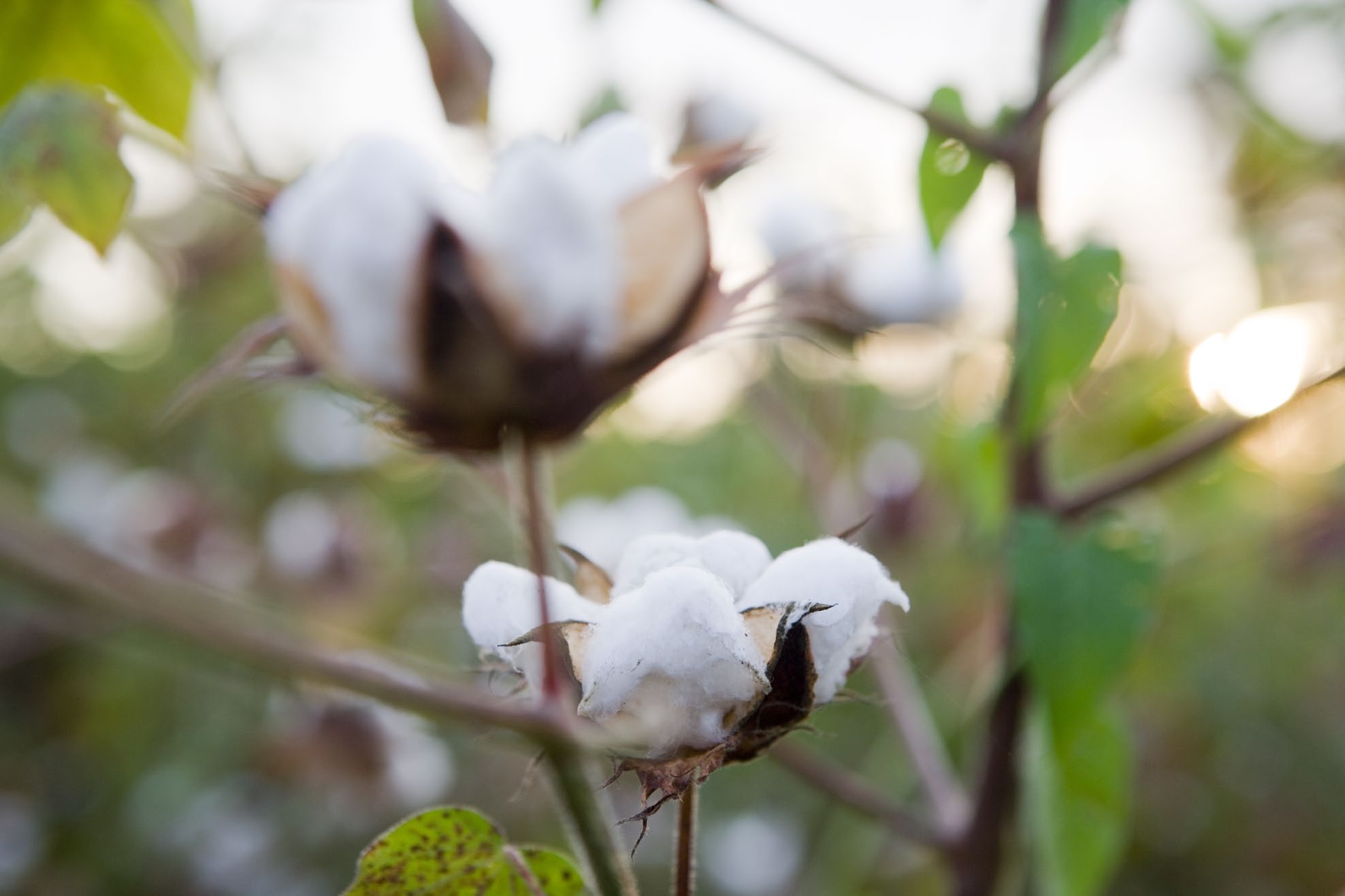 COTTON MADE IN AFRICA IM ERGEBNIS BESSER Baumwolle von Cotton made in Africa wird von Kleinbauern in Subsahara-Afrika unter BEACHTUNG VON NACHHALTIGKEITS- KRITERIEN ANGEBAUT: Sie verzichten