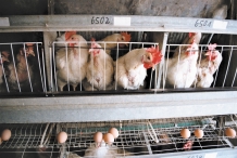 billige Käfig- Ei-Produktion Das krasseste Beispiel für geschädigte Tiere bietet die Käfighaltung von Legehennen. Das heißt aber nicht, dass andere Tiere unter ihren Lebensbedingungen weniger leiden.