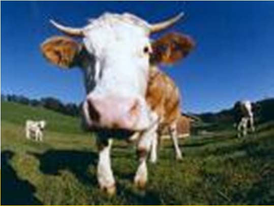 Biogasanlagen müssen funktionieren wie eine Kuh nicht wie ein Schwein 1 Stage AD plant 2 Stage AD plant = RM Fat Garden waste Foodwaste Blood Etc.