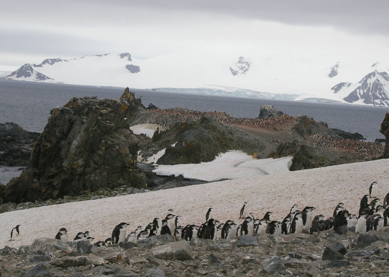Gemäß den Richtlinien der antarktischen Tierschutzverordnung darf man sich generell den Tieren nur auf 5m nähern, was angesichts der sehr neugierigen Pinguine oftmals nicht einzuhalten