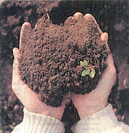 Boden-Begrünungs-Kompostmanagement In einer handvoll lebendiger Erde