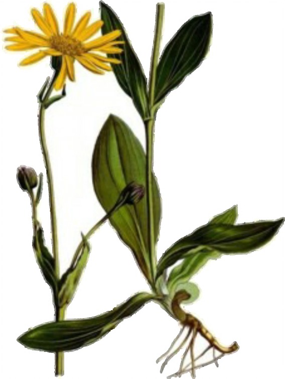 DIE ARNIKA (ARNICA MONTANA) WURDE 1986 ZUR BLUME DES JAHRES UND IM JAHRE 2001 ZUR ARZNEIPFLANZE DES JAHRES GEKÜRT. Arnika, auch Bergwohlverleih genannt, ist ein ziemlich seltenes Kraut.