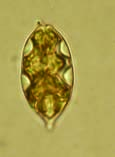 Systematisch-taxonomische Klassifizierung Viele Taxa leben im Metaphyton oder in einer dünnen Wasserschicht auf dem Boden.