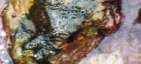 Dokumentation der Wuchs- und Lagerformen Goldgelbe Fläche Konsistenz: glatt Phaeodermatium rivulare, Hydrurus foetidus / Foto: P.