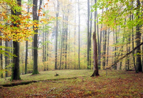 Ein farbenfrohes Bild bietet der Herbst im naturnahen Buchenwald.