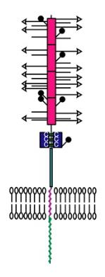 1.3.1. Struktur des CD34-Antigens Das CD34-Antigen ist ein Typ I Transmembranprotein.