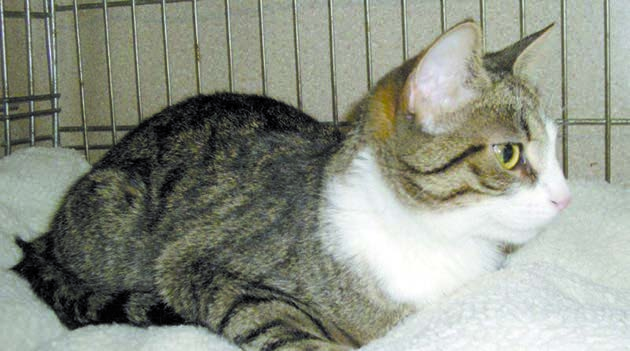 Jetzt wird für Charlinchen ein nettes, katzenfreundliches Zuhause gesucht, in dem sie möglichst als alleinige Katze gehalten werden sollte.