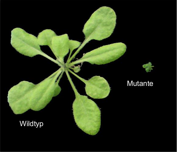A bb. 2: Steroidhorm one sind essenziell für das Wachstum von Pflanzen. Im Bild der Vergleich zweier Ackerschm alwandpflanzen (Arabidopsis thaliana).
