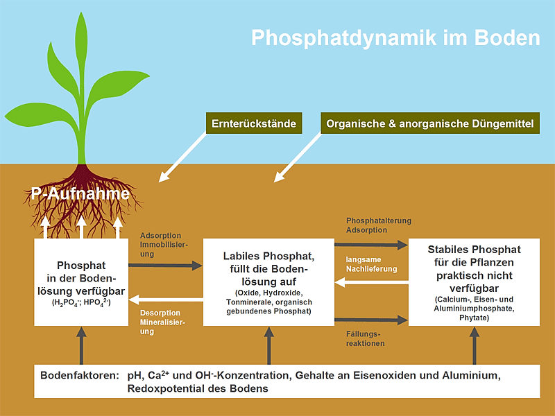 Phosphor im Boden