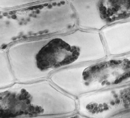 1 von 28 Zellen die Bausteine des Lebens unter dem Mikroskop erforschen Ein Beitrag von Alexander Beer, Weingarten E. Alle Lebewesen, so sehr sie sich auch unterscheiden, sind aus Zellen aufgebaut.