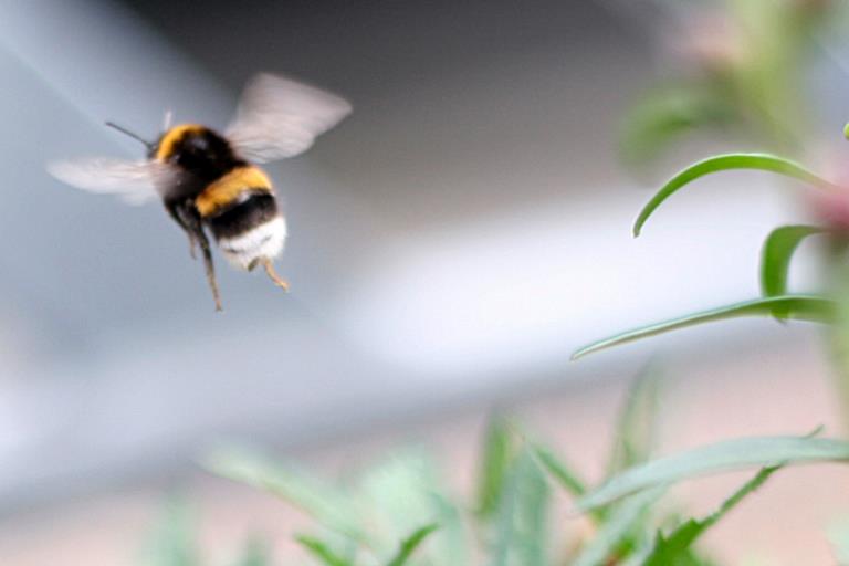 Hummel gibt Hoffnung [ Die Hummel wiegt 4,8 Gramm.