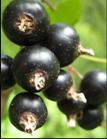 Peelings: Früchte Black Currant Exfoliator - Standard 200, 500, 1000, 2000µm INCI: Ribes nigrum fruit Dunkelrotes Pulver, aus dem Fruchtmark hergestellt Auch erhältlich als Black Currant