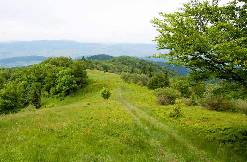 CESTOVANIE Čergovské pohorie, staršie Čerchov, možno nepozná na prvé počutie každý. Zatiaľ patrí k našim menej navštevovaným horám.