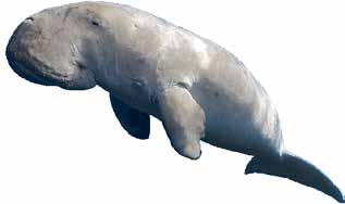 Meeressäuger um Hurghada, Nördliches Rotes Meer, Ägypten Indopazifischer Grosser Tümmler Tursiops aduncus 2-2.7 m und bis zu 230 kg Neugeborenes: 0.8-1.