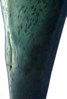 Indopazifischer Grosser Tümmler (Tursiops aduncus) Erwachsene 2-2.7 m Viele Flecken am Bauch bis zum Hals hoch und an den unteren Körperseiten.
