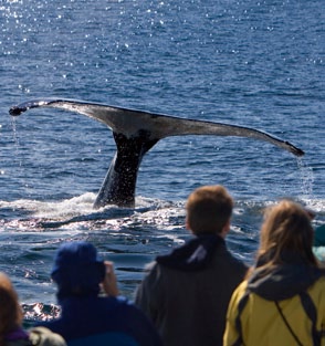 Willkommen Walforschung ist gerade in unserer modernen Welt dringender denn je: Überfischung, Verschmutzung, Ausbeutung, Klimawandel, Schifffahrt und Unterwasser lärm bedrohen Wale und Delfine.