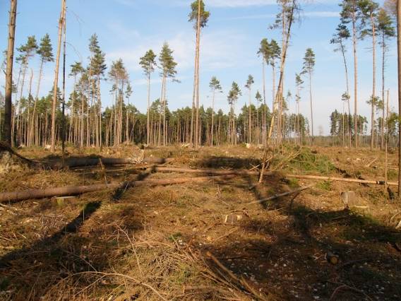 Der Wald erfüllt wichtige Aufgaben, ist aber im Zeitalter des Klimawandels