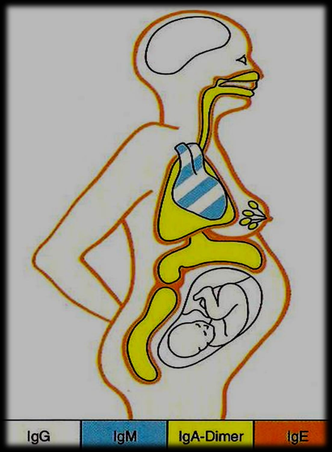 Colostrum, zur Anregung der Th1-Lymphozyten IgG IgM IgA Neugeborene kommen immunschwach auf die Welt und haben daher alle von der Mutter verfügbaren Antikörper (IgG)über die
