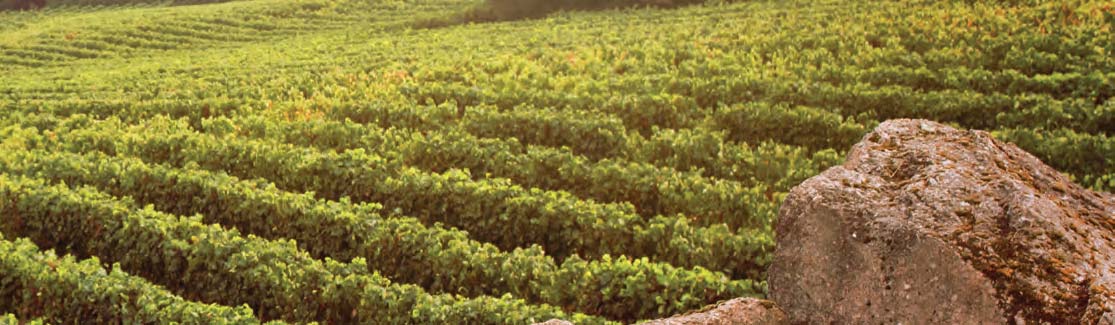 SETÚBAL HALBINSEL Castelão und Touriga Nacional Als bekannteste Region Portugals für die Herstellung des berühmten Moscatel-Süßweins wächst hier eine weitere emblematische Rebsorte, aus der Weine