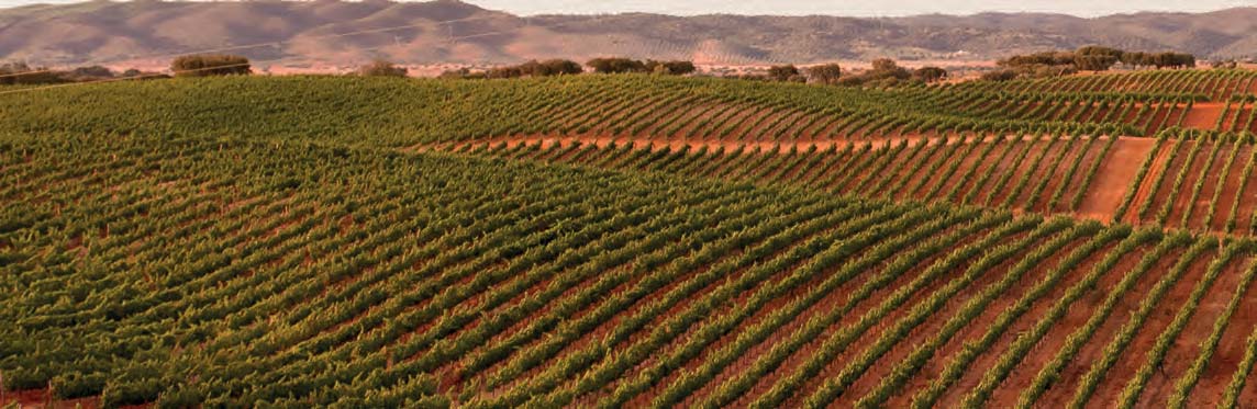 Eine steigende Anzahl regionaler Weine wird als Vinho Regional Alentejano gekennzeichnet.