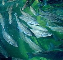 Fließschema Wasser- zufuhr Nährstoff- recycling Konditionierung Fischwasser Nitrifizierender