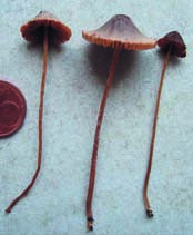 GUBITZ, CH.: Mykofloristische Bestandsaufnahme in Gewächshäusern Teil 1 209 rhodophyllus, deren Hüte anscheinend durch Befall eines Pyrenomyceten verfärbt waren.