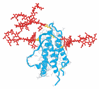 Erythropoetin: rekombinant in CHO-Zellen BHK (humanen, Maus etc.) hergestellt: αβγδζϖ Unterschiede in Glykosylierung t/2 4-8h Varianten: z.b. Darbapoetin/NESP mehr Glykosylierung (t/2 24-26h) [Wirkdauer länger als t/2] Dosierung: nach Wirkung (ca.
