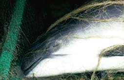 Ein Schweinswal hat sich in einem Stellnetz verfangen und ist gestorben.