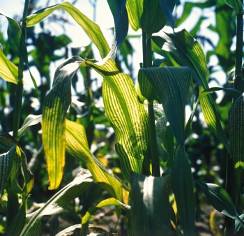 Biotreibstoff-Produktion Weiter steigender Bedarf insbesondere von Mais, Zuckerrohr und Palmöl Voraussichtlich erst in rd. 10 Jahren steht eine 2.