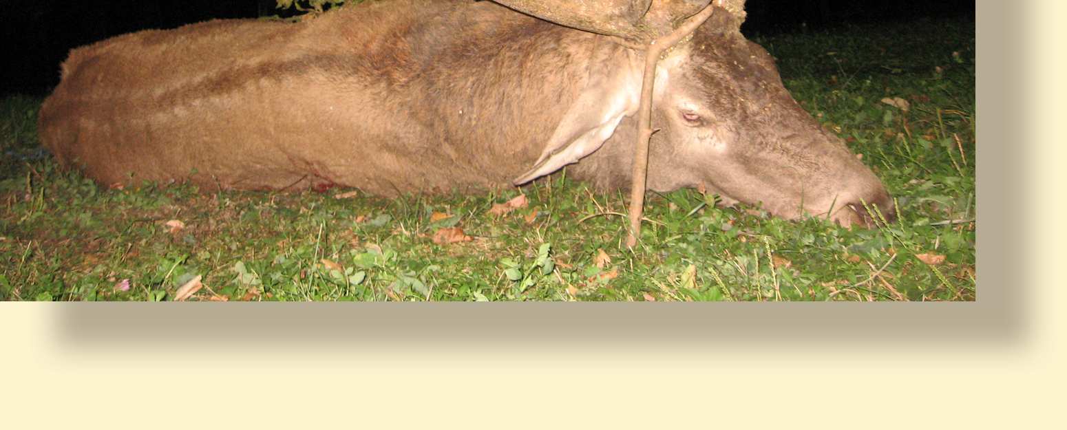Keiler - Gams - Hirsch Bulgarien bietet zur Zeit eine der solidesten und sichersten Jagden in Europa, wenn es um starke oder kapitale Trophäen bei Rothirschen, Damhirschen, Gams und Keilern geht.