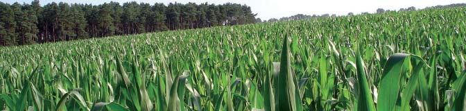 Bioenergie aus landwirtschaftlicher Biomasse ersten Jahr bildet die Pflanze nur eine Grundrosette, ab dem zweiten Jahr wächst sie in die Höhe, dann sind auch keine Unkrautbekämpfungsmaßnahmen mehr