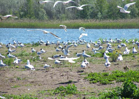 Brutvogelkolonie auf der Insel im Stoßdorfer See.