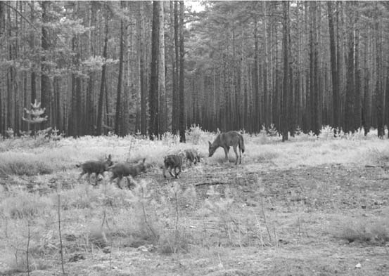 29. August 2015 13 Geithainer Anzeiger Aktuelle Informationen Wölfe in Sachsen Juli 2015 Aktuell sind in Sachsen zehn Wolfsrudel und ein sesshafter Wolf bestätigt.