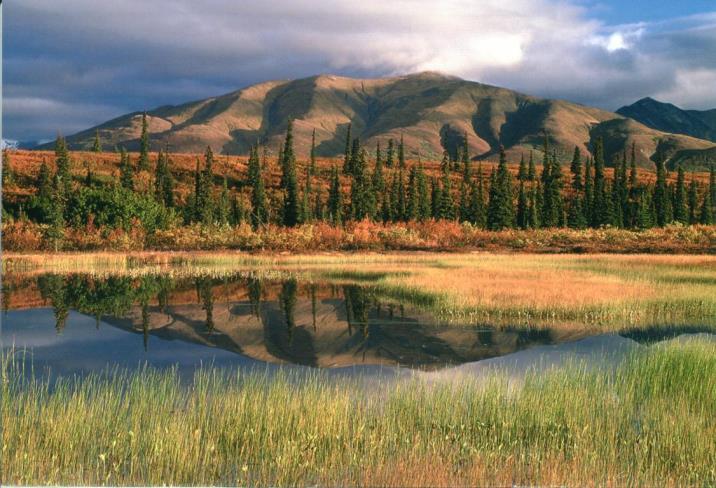 6. Tag Denali Der heutige Tag steht ganz im Zeichen des Nationalparks Denali.