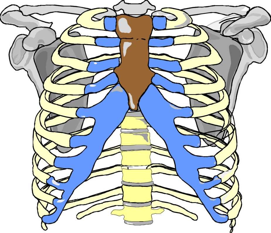 Thorax Brustbein 12 Rippenpaare 1 2 Intercostalräume/ Zwischenrippenräume Knorpelverbindungen = blau