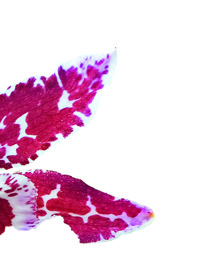 8 9 Oncidium Blütenrispen mit unzähligen kleineren Blüten prägen das Erscheinungsbild von Oncidium. Ihre Blüten können leuchtend gelb, dezent rötlich oder bräunlich sein.