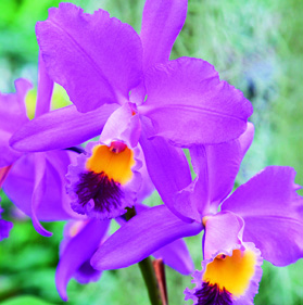 Die Schweizer Profi-Tipps Cambria-Orchidee Damit die Cambria-Orchidee wieder zum Blühen kommt, die verblühten Rispen ganz zurückschneiden.