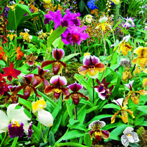 2 3 Inhaltsverzeichnis Allgemeines Allgemeines 3 Orchideen begeistern uns durch ihre eindrücklichen Blütenformen Standort 4 in den verschiedensten Pflege 5 Farben.