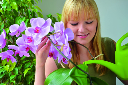 6 7 Giessen Der grösste Feind jeder Orchidee ist Fäulnis. Sie entsteht, wenn die Pflanzen zu nass haben.