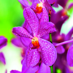 6 7 Miltonien Ihr englischer Name «Pansy Orchid» beschreibt die Miltonien sehr treffend: Mit ihren Zeichnungen erinnern die Blüten tatsächlich an Stiefmütterchen!