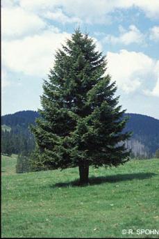 Hitzestress Proteindenaturierung zwischen 45 und 55 C Baum kühlt durch