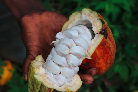 CECAQ-11 São Tomé e Príncipe Produkt: Kakao Seit 2010 bezieht die GEPA Kakao von der Genossenschaft CECAQ-11. Obwohl die Kleinbauern auf São Tomé sehr hochwertigen Kakao anbauen, leben sie in Armut.
