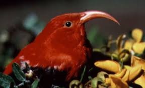 F4: Paradiesvögel kommen vor allem auf Neuguinea vor. Die Männchen tragen ein außerordentlich farbenprächtiges Gefieder. Die Weibchen sind unscheinbar gefärbt.