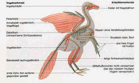F9: Fossilien- Fülle den Lückentext! Als Fossilien zählt man alle Organismenreste, die älter als Jahre alt sind. Dazu zählen zum Beispiel Tiere, und auch.