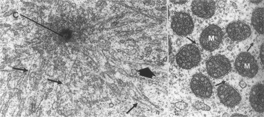 88 Mikro biologie Abb. 1. Spindelpol einer Metaphasespermatogonie des Mehlkafers (Tenebrio molitor, Coleoptera). Ein schrag geschnittenes Centriol (C) ist von elektronendichtem Material umgeben.