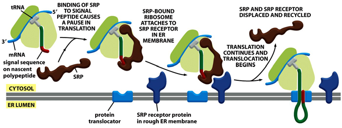 Rolle des Signalerkennungspartikels (SRP) Figure 12-39b Molecular Biology of the Cell ( Garland Science 2008) Rolle des
