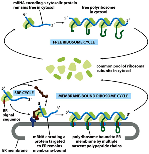 Freie und membrangebundene Ribosomen Figure