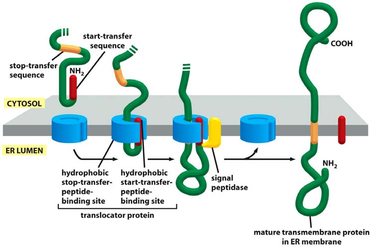 Glykosylierung von Proteinen im ER N-Glykosilierung an Asparagin Schutz vor Verdauung Retention im ER Transport zu best. Organell Glycocalyx N-Acetyl-Neuraminsäure 15_22_glycosylated_ER.