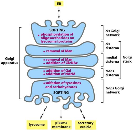 Struktur und Funktion des Golgi-Apparats Kern Zellmembran Figure 13-25a Molecular Biology of the Cell ( Garland Science 2008) Struktur und