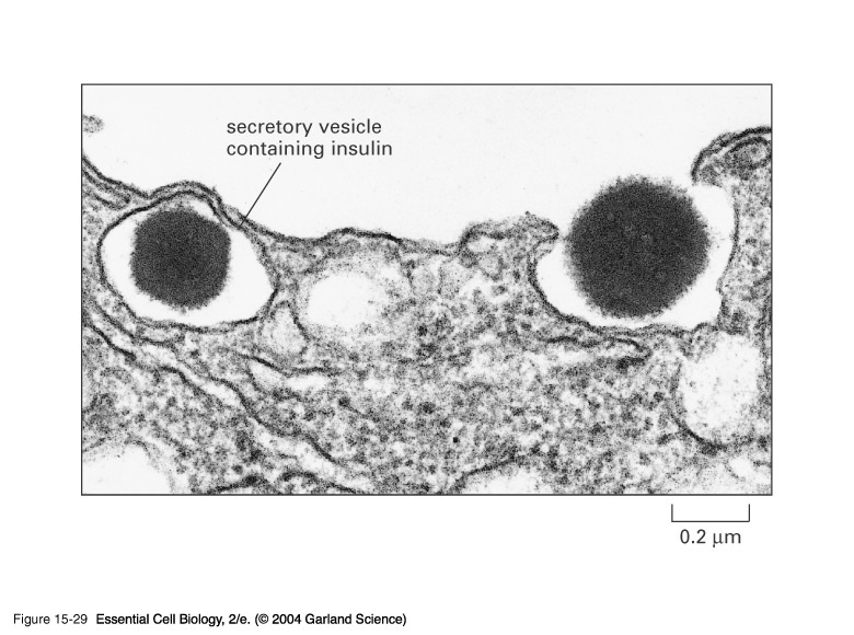 Exocytose Figure 13-63 Molecular Biology of the Cell (